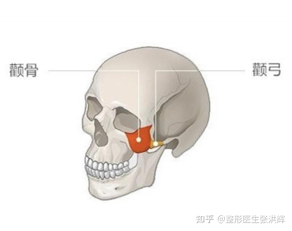 颧骨的颧凸与颞骨的颞凸连接构成颧弓,它主要通过与鼻,颞部和颊的关系