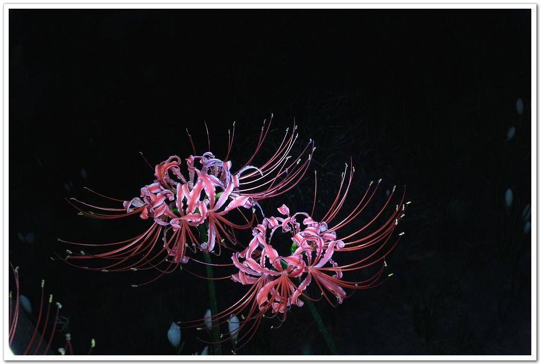 李嗣涔教授谈灵界:另一个世界的秘密