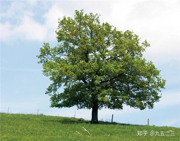 欧洲橡木(quercus robur,又称夏栎,英国栎,欧洲白栎.