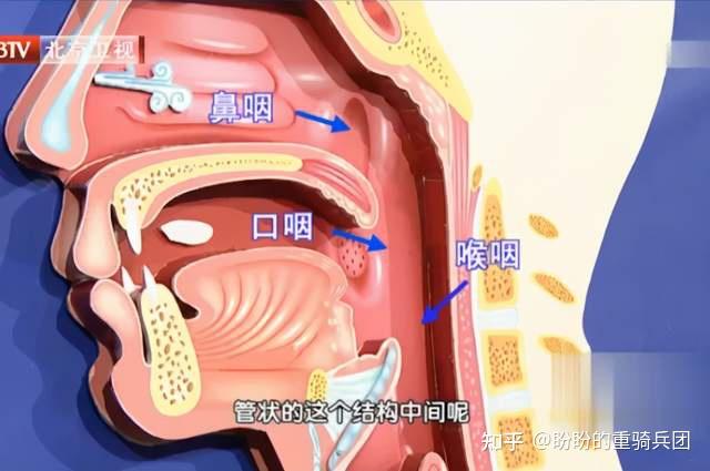呼吸进食都经过咽,为什么很少会呛食 - 知乎