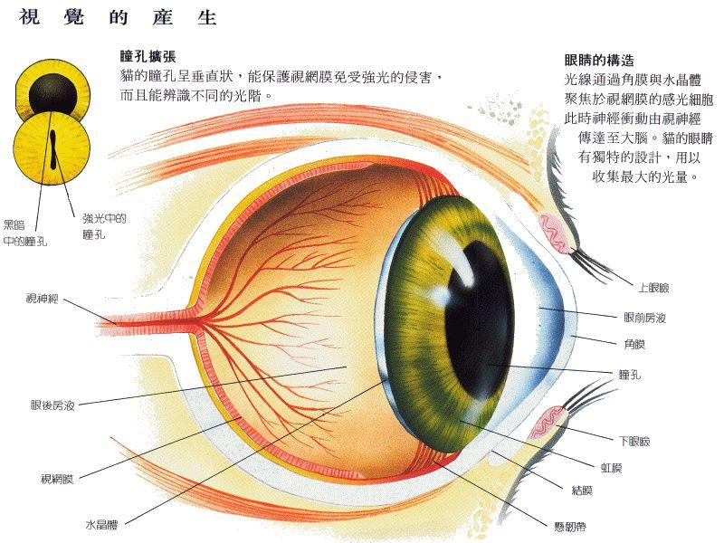 貓咪常見眼睛的疾病