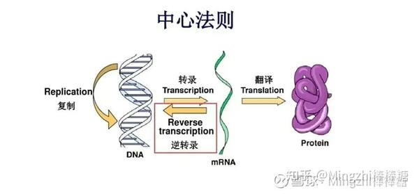 DNA的底层架构3：DNA的操控性是生物控制和反馈的基础 - 知乎