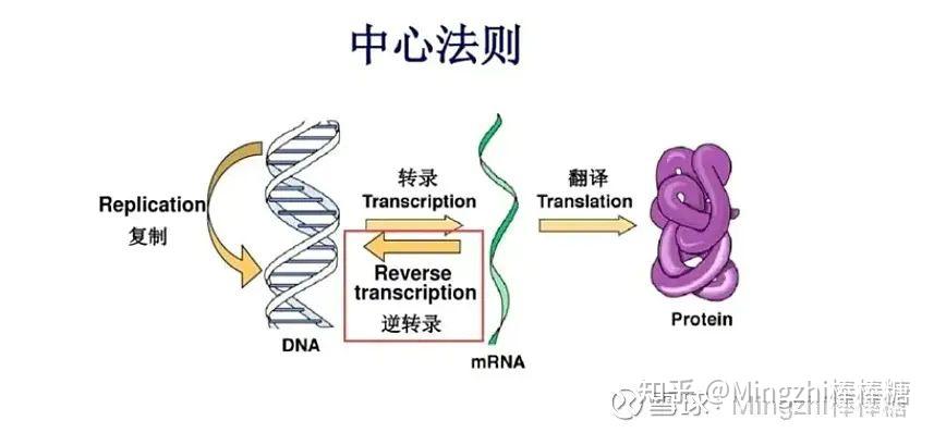 DNA的底层架构3:DNA的操控性是生物控制和反馈的基础 - 知乎