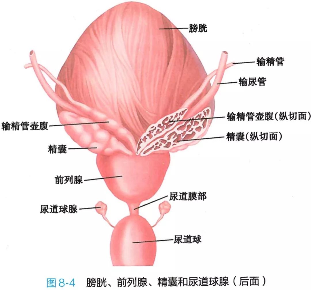 膀胱读音 zhuanlan.zhihu.com