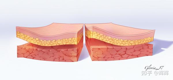 医学插画学习者录 知乎