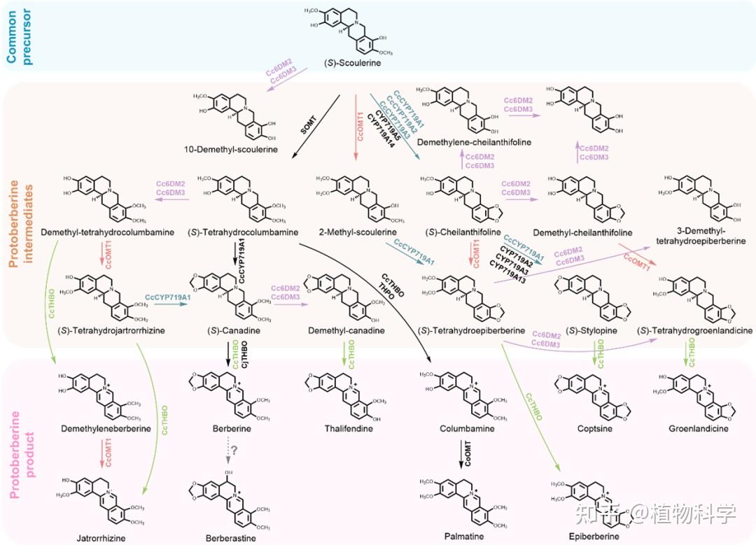 武汉大学药学院虞沂课题组揭示黄连中原小檗碱生物合成网络 - 知乎