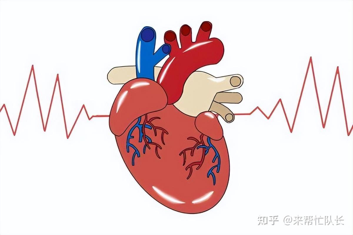 80猝死与心血管有关如何预防心血管疾病降低猝死率呢