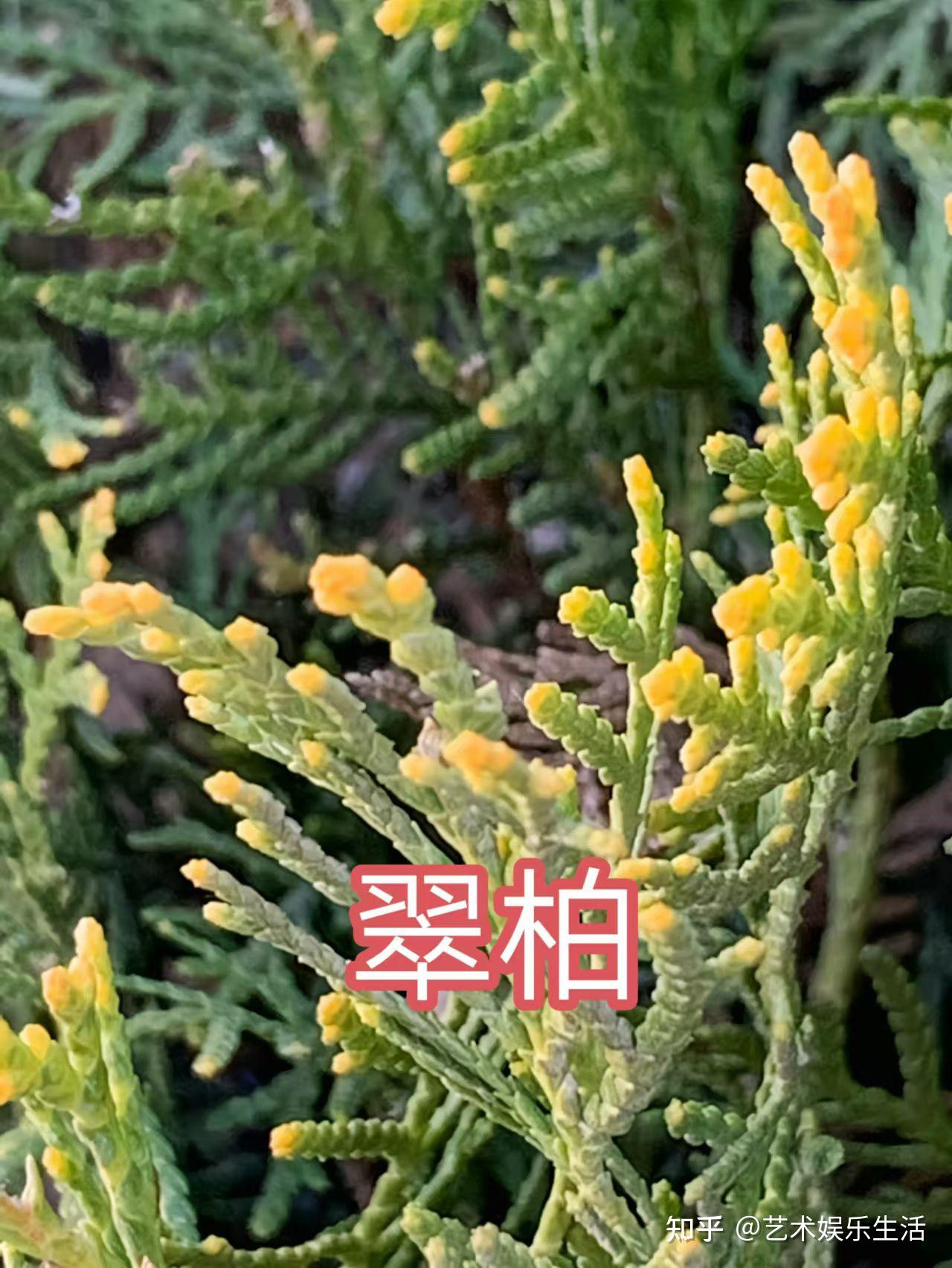 68种柏科植物,园林栽培的常用树种 - 知乎