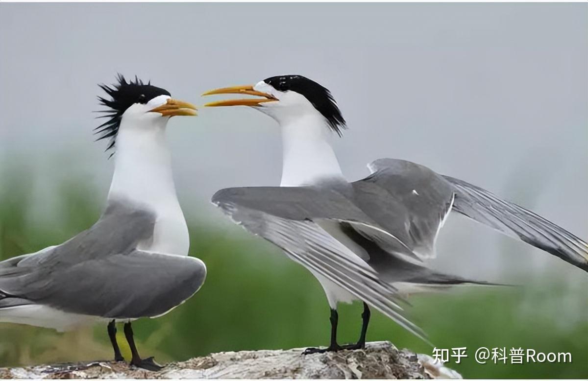 中华凤头燕鸥的资料图片