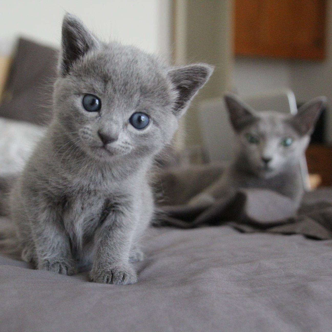 推荐朋友们饲养的猫咪品种二十 (俄罗斯猫和伯曼猫） - 知乎