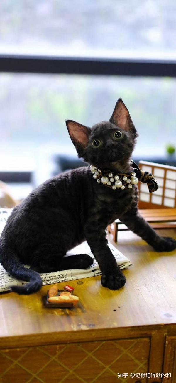 纯黑德文卷毛猫多少钱一只,纯黑德文图片 - 知乎
