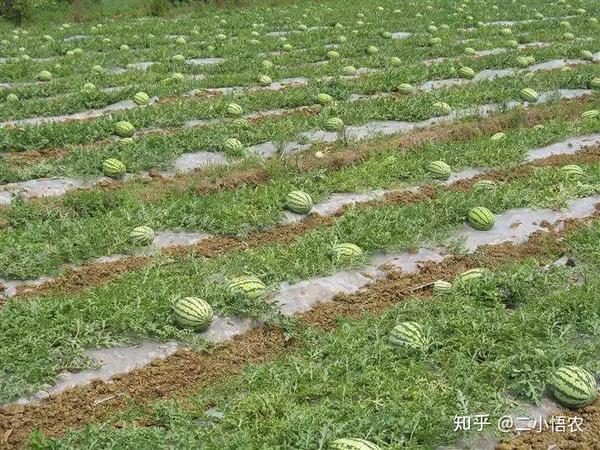 最全的西瓜种植技术 怎么种出又大又甜的好西瓜 知乎