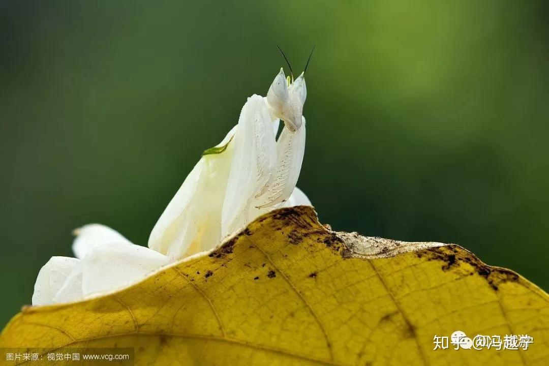 兰花螳螂世上最漂亮的昆虫你肯定没见过