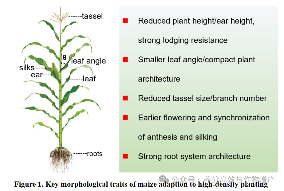 【J Integr Plant Biol.】综述玉米响应密植的分子调控机制 - 知乎