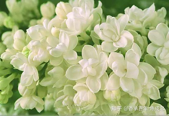 半个世纪茶香路——福州茉莉花茶窨制工艺非遗传人陈成忠 - 知乎