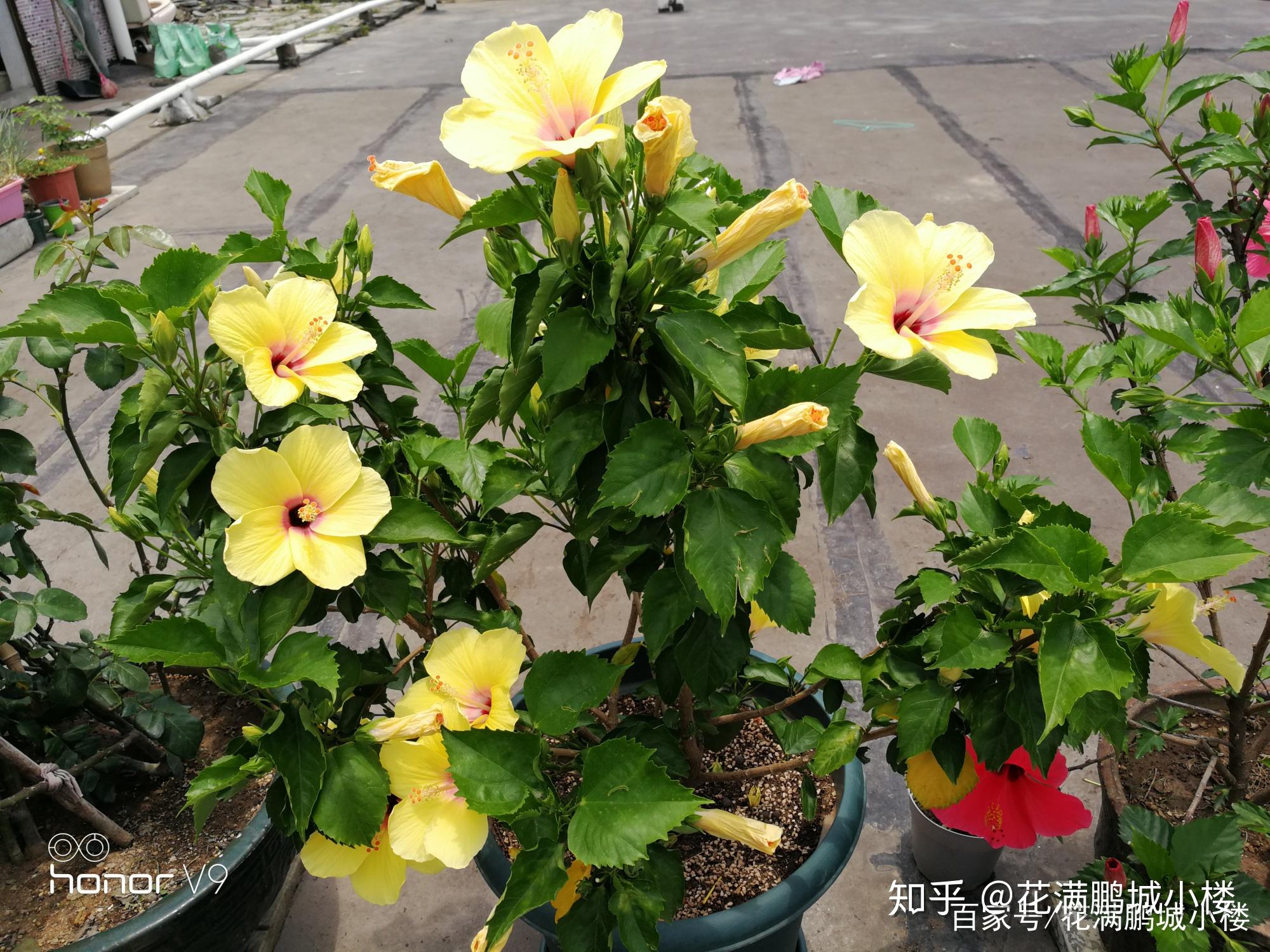朱瑾花——花大艳丽又皮实耐晒 - 知乎