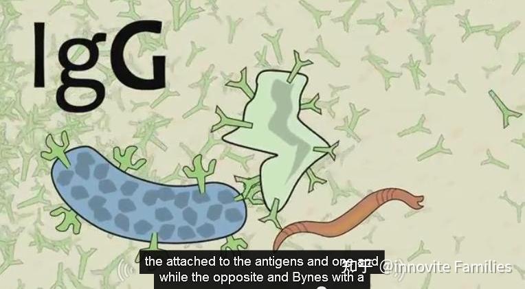 带你走进免疫球蛋白IgG，IgA，IgM，IgD，IgE的世界 - 知乎