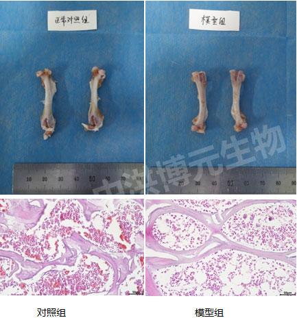 大鼠去势骨质疏松模型