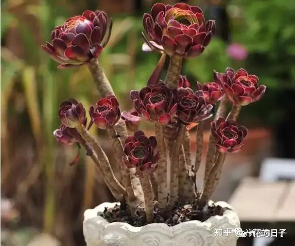 黑玫瑰也能帅气爆表黑法师养护攻略