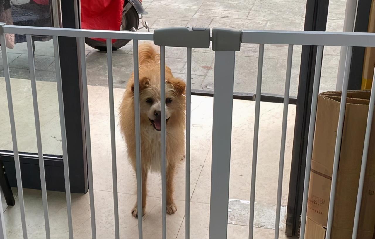 闯祸的后的大黄依然每天都来蹭吃蹭喝,并且偶尔还会将店里的玩具带