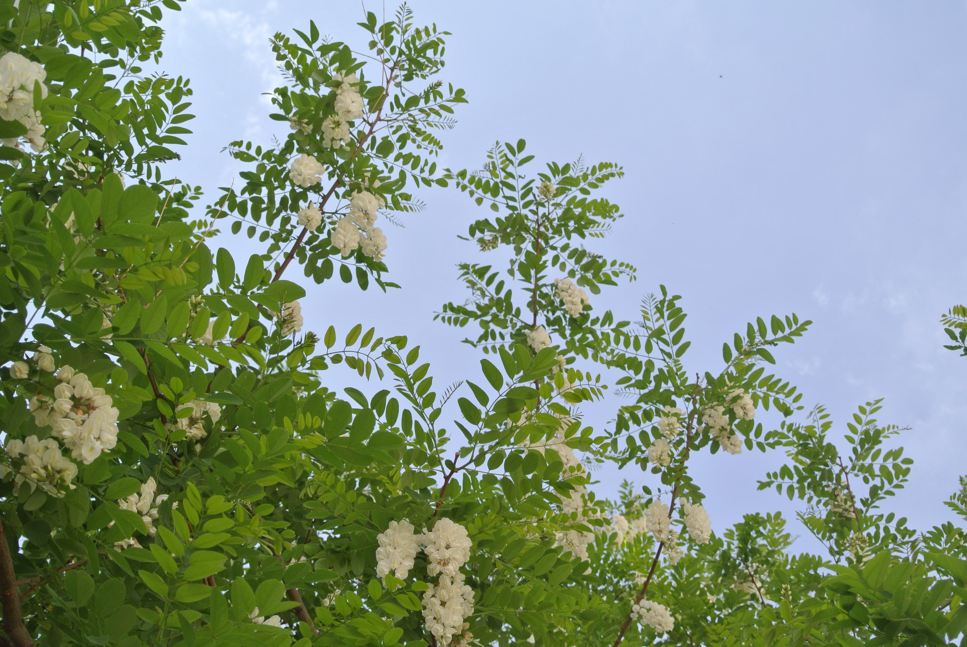 散步路上的黄芦木和其它花 2019年5月9日 - 知乎