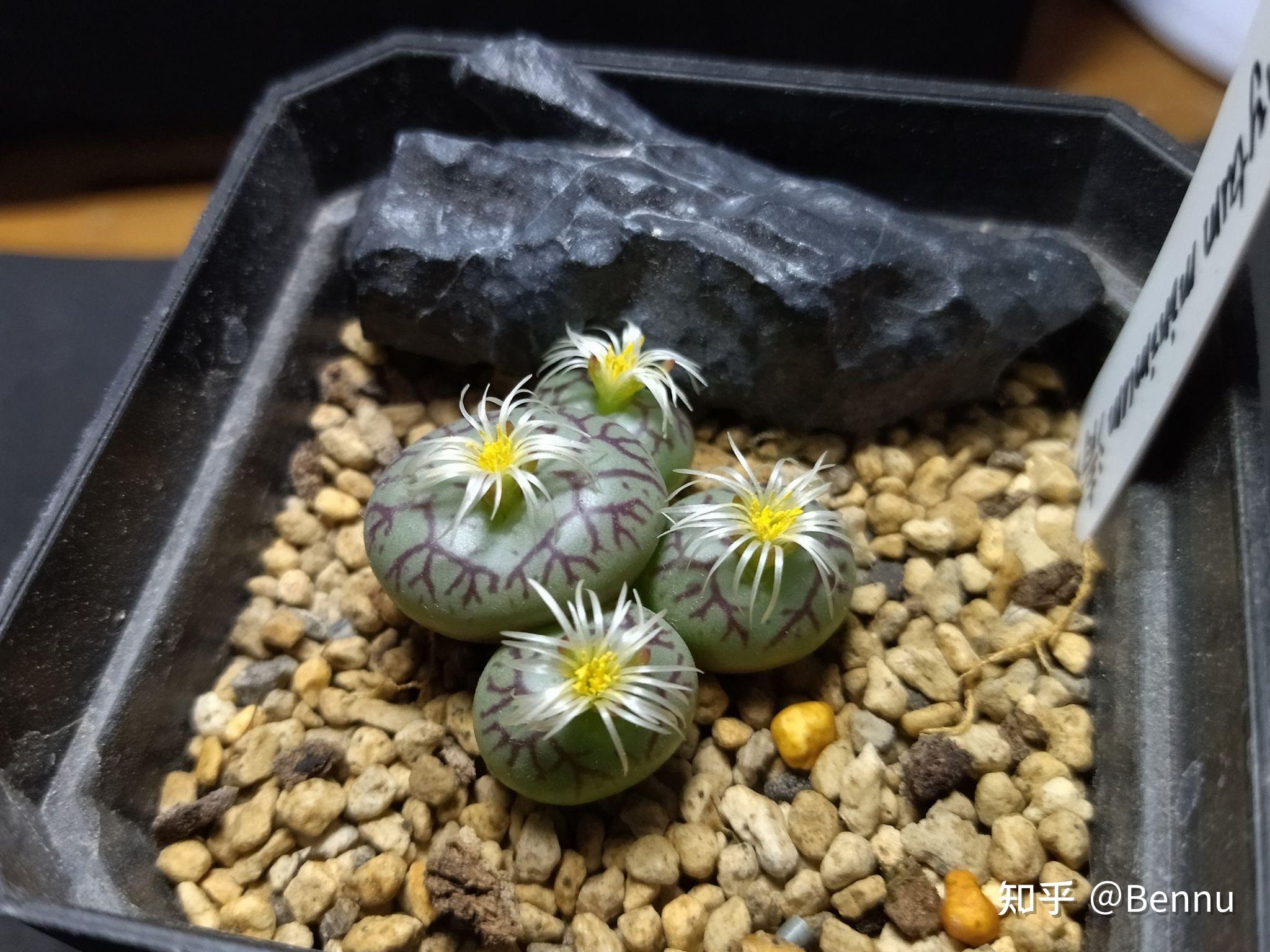 植物番杏科肉锥属清姬conophytumminimum