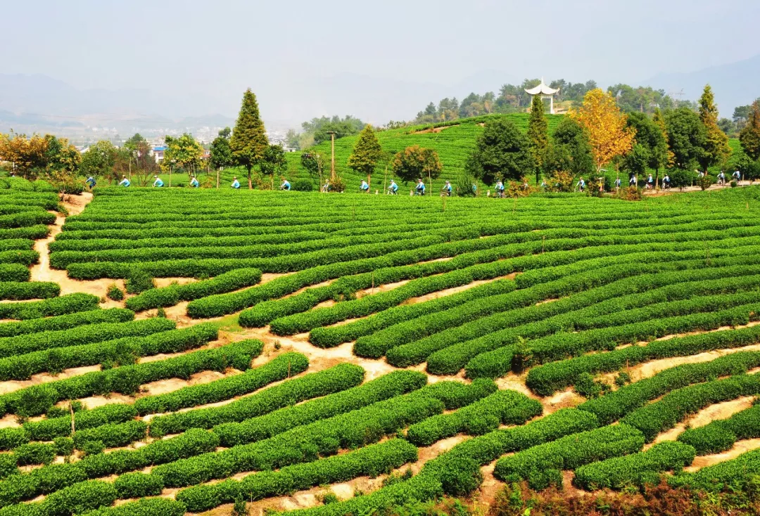 大木山茶园中丘陵连绵起伏,清新的空气中混杂着茶叶的芬芳,满目茶树