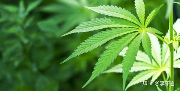 世界首个大麻合法化的国家 准许病号种食 毗邻美国 社保很完善 知乎
