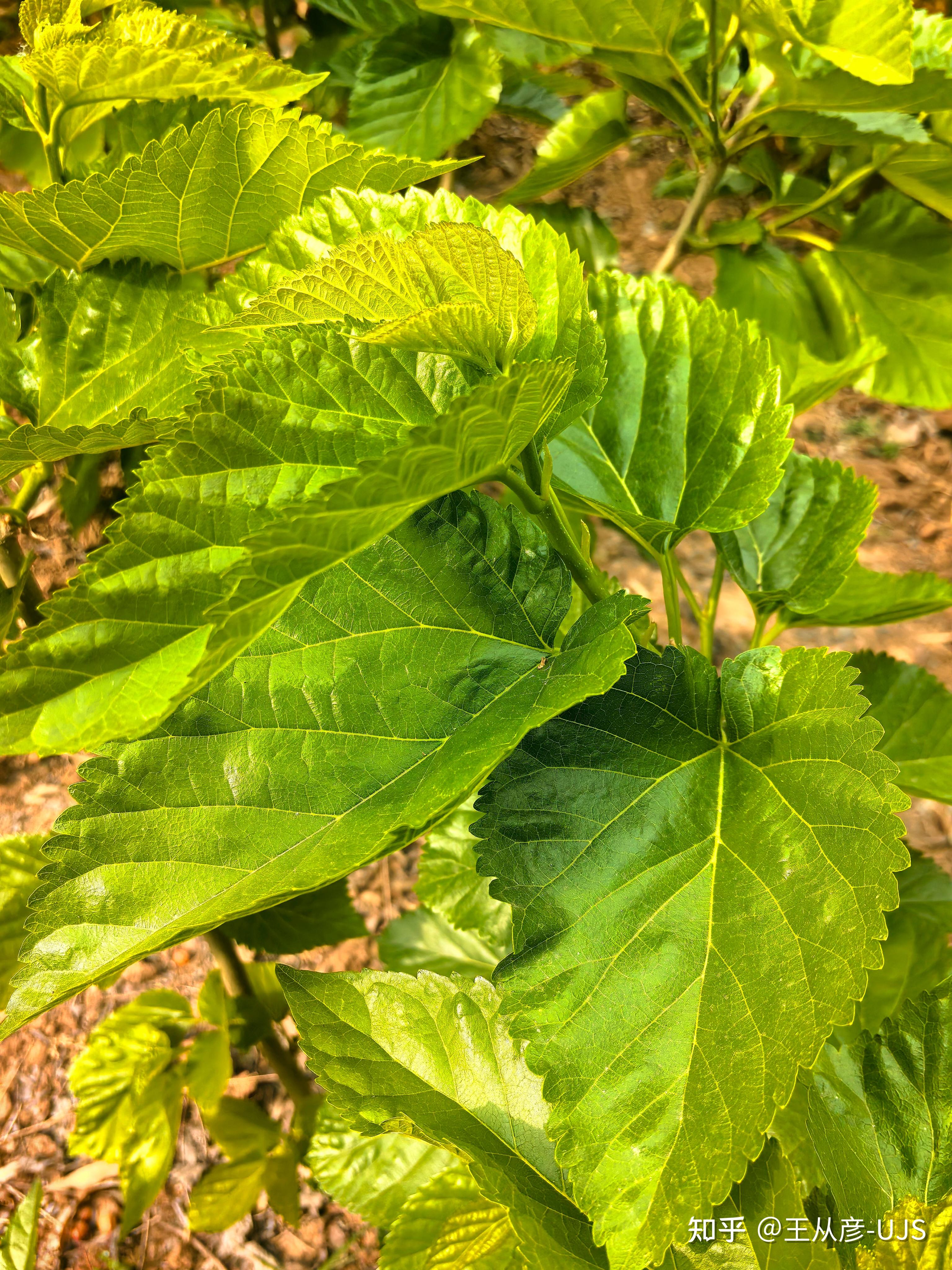 桑/桑树/白桑/家桑/蚕桑 - 知乎