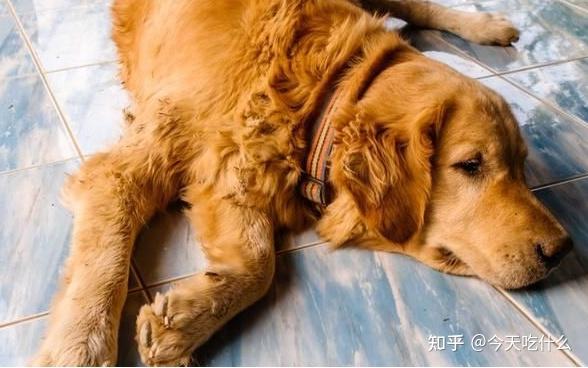 一隻金毛犬健不健康看這五點就好