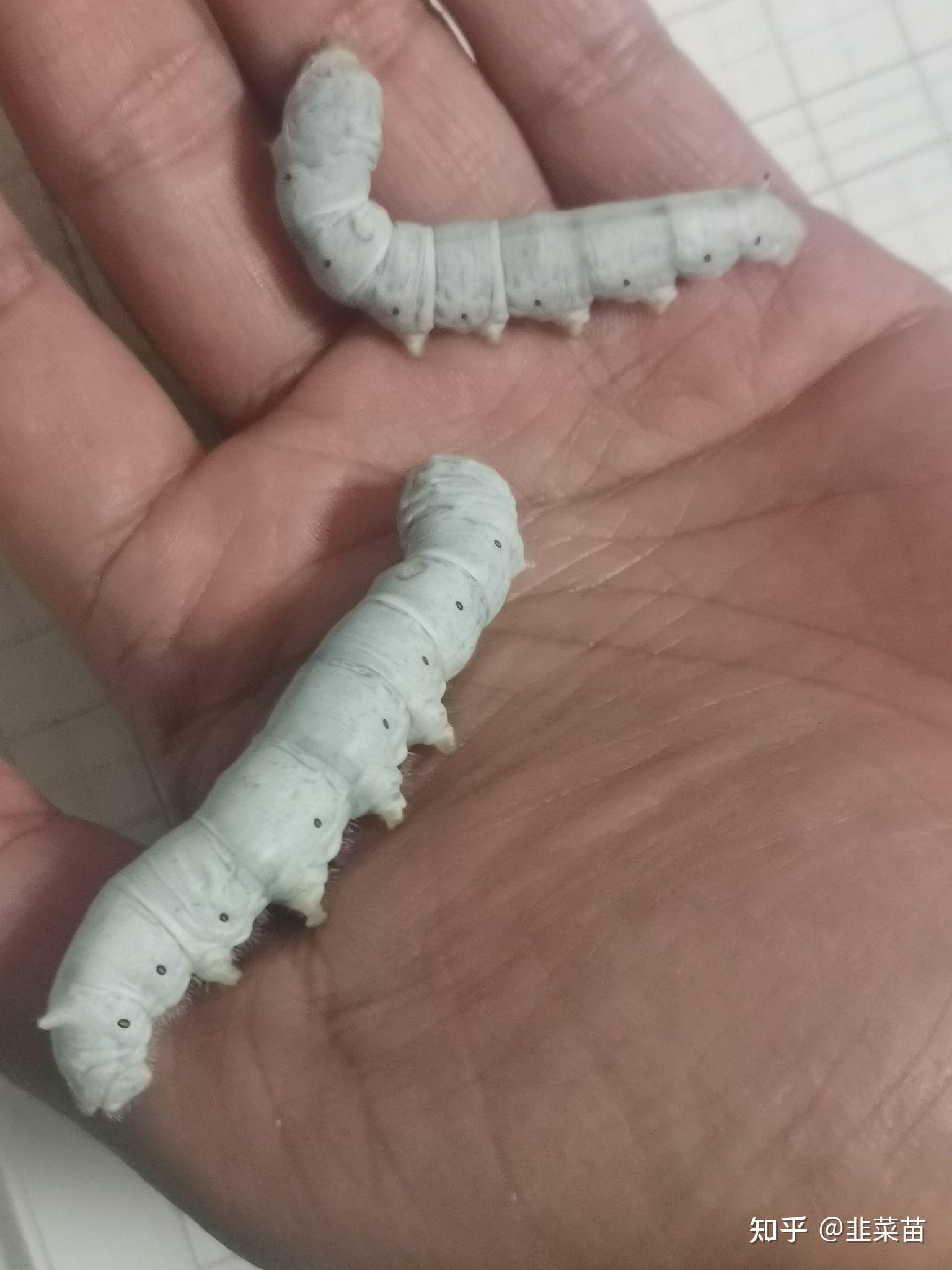 我陪伴了蚕的一生