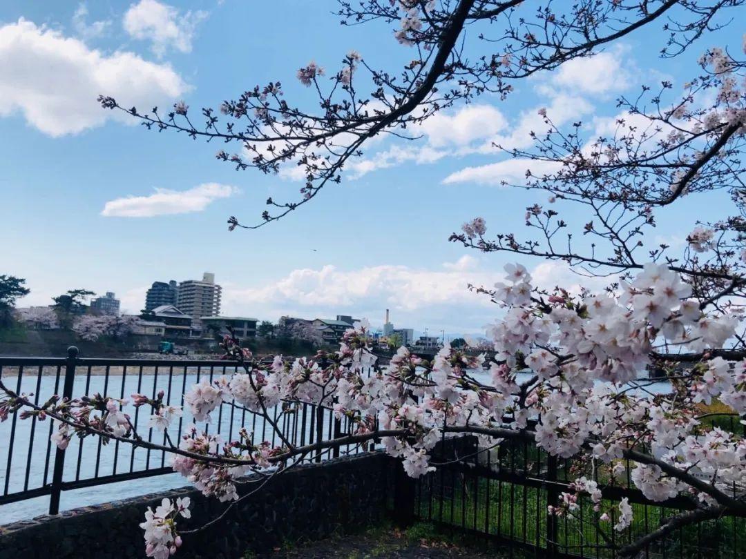 京品游记④樱花季探访抹茶故乡宇治