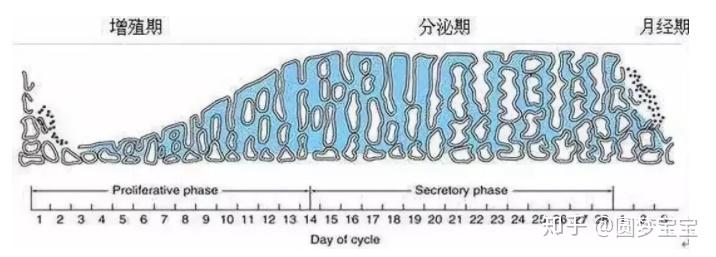 正常的子宫内膜厚度