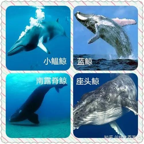 从这里可以近距离观赏到座头鲸,南露脊鯨,小鳁鲸和蓝鲸.