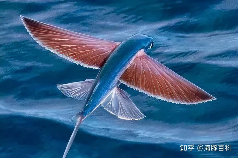 世界上竟然有会飞的鱼?来看看飞鱼就知道了 - 知乎