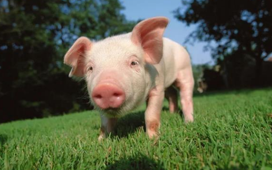 v2-1fecda762d2b836367b0ebdf59e28960_1440w.jpg?source=172ae18b