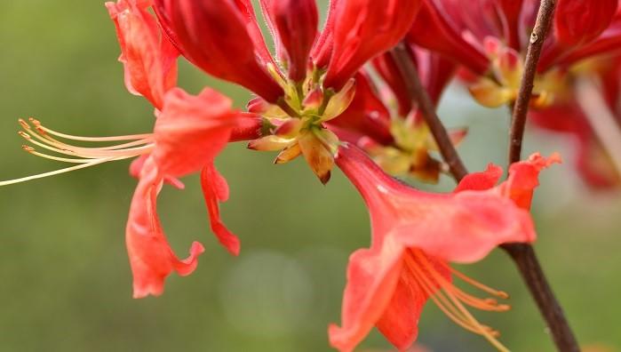 四月中旬诞生花