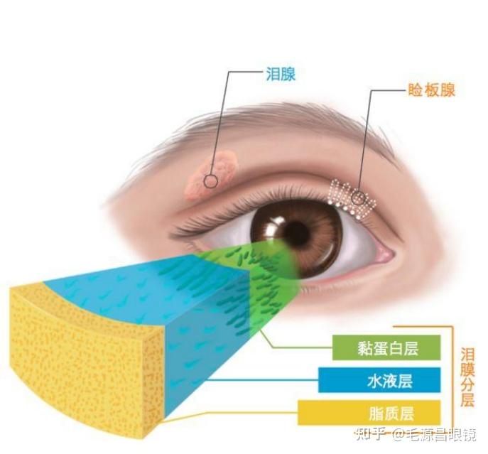 掐泪腺在哪怎么掐图片