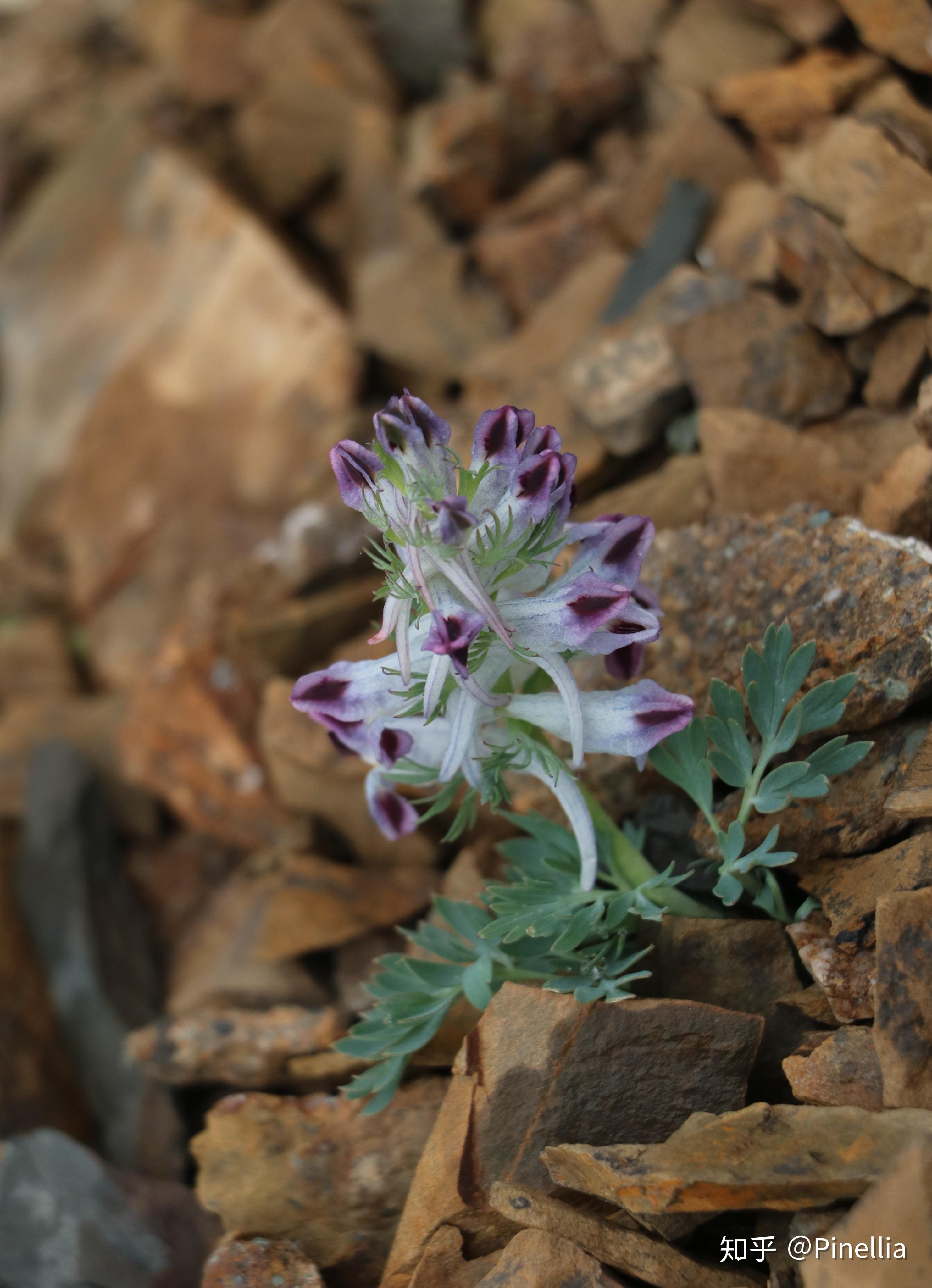 青藏秘境寻花之祁连篇下// 大冬树山垭口