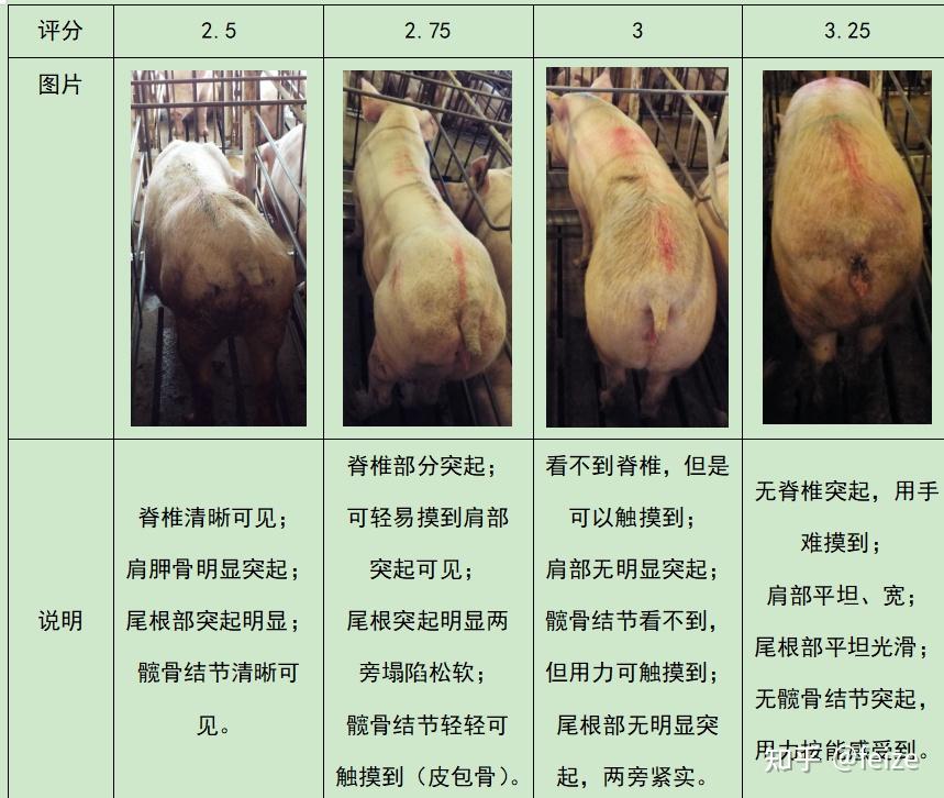 母猪膘情评分图片图片