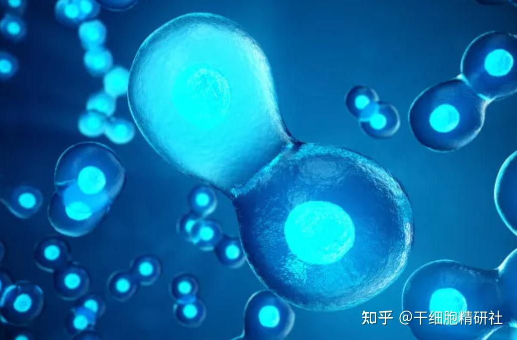 运动不当造成软骨损伤干细胞可帮忙修复