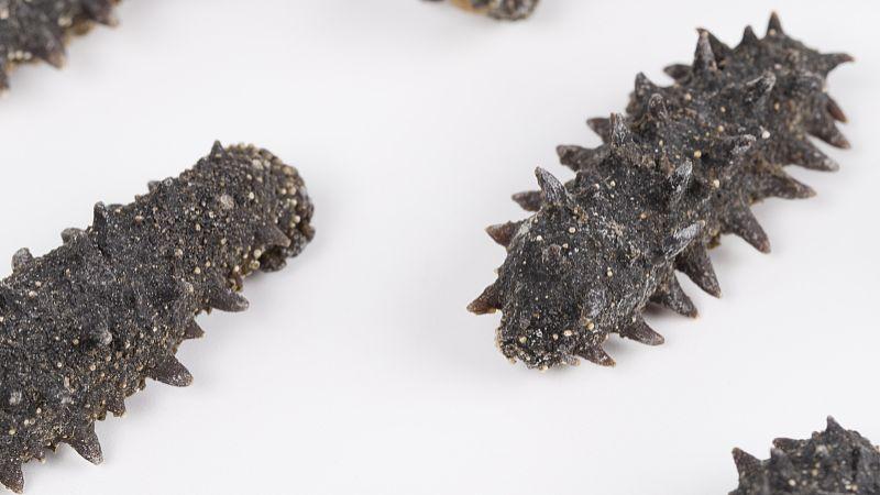 国外海参和国内海参哪个好 v2-2019c90d2863dc7a85b08d2c333f066d_1440w.jpg?source=172ae18b