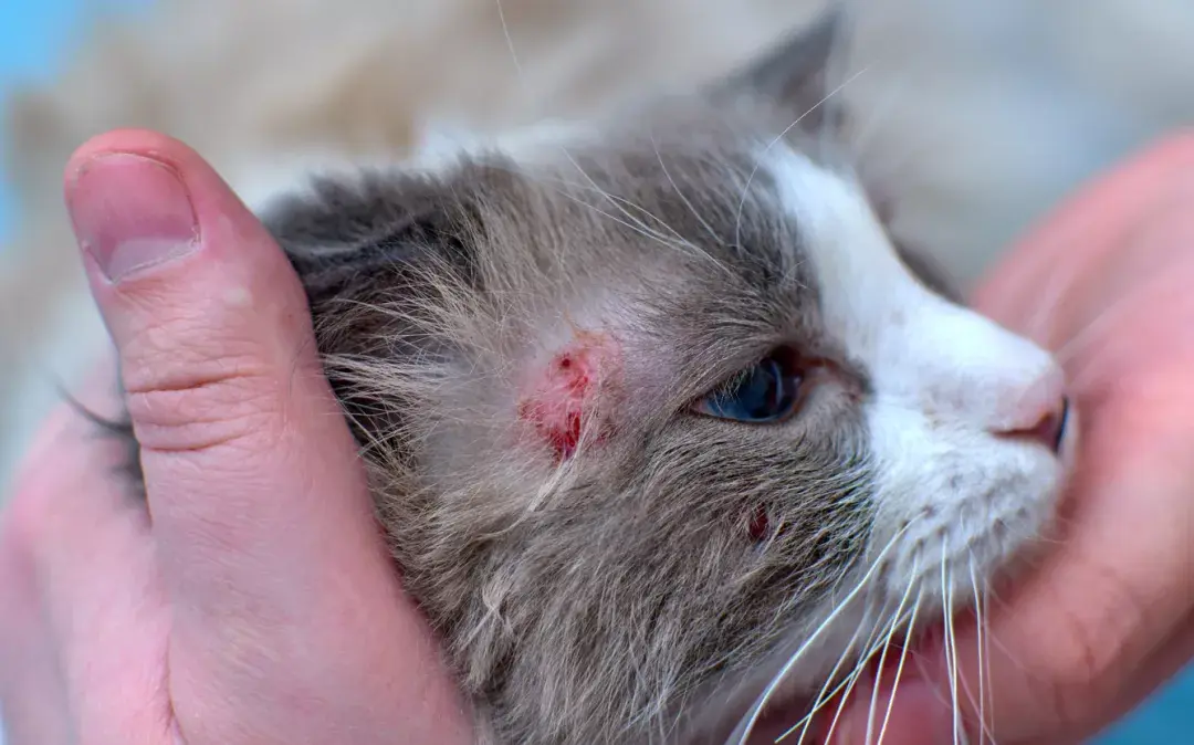 我家猫经常吃维生素为什么还会得猫癣