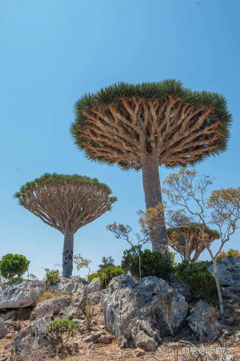全球最美的10棵树,有一棵惊艳了数千年!
