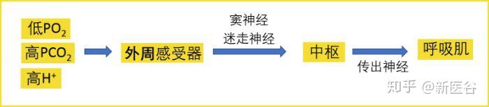 po2和pco2怎么读(pco2和paco2的区别)