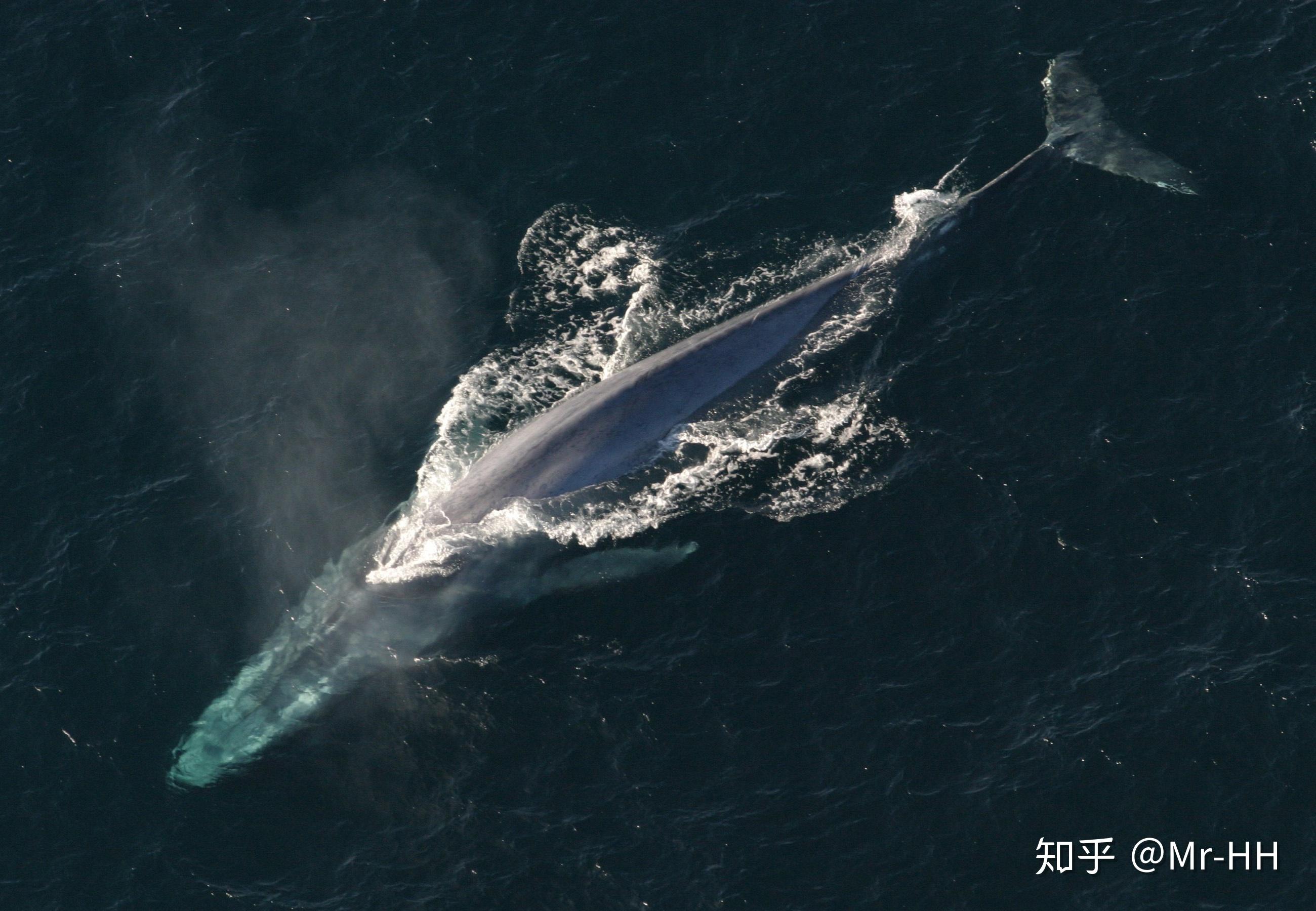 到波士顿外海看野生鲸鱼去 - 知乎