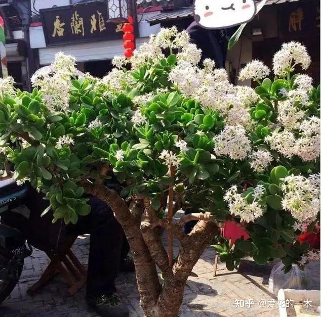 玉树养了30年,满树开出“银花”,从小苗变成了大盆景 - 知乎