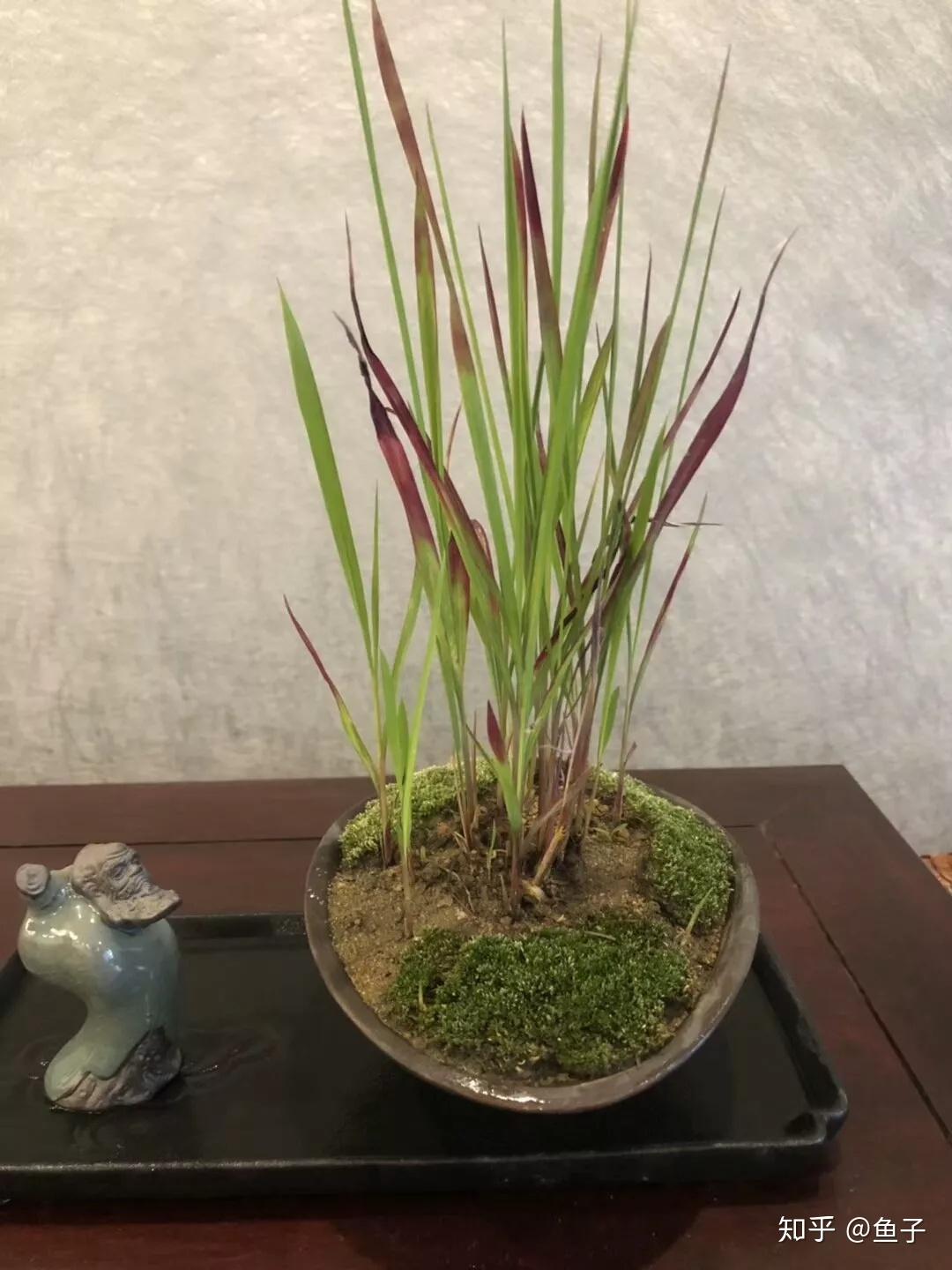 玩草佳品血茅草的鉴赏与养护