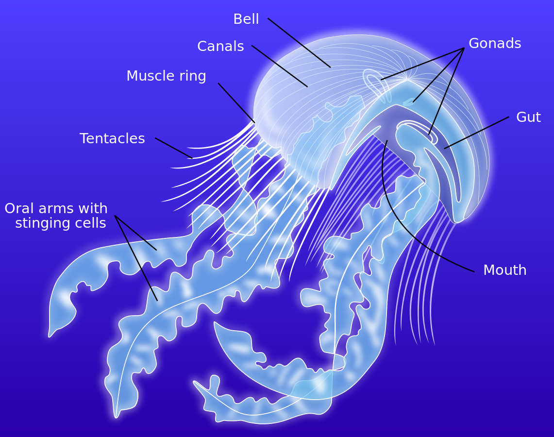 水母的身体结构图片