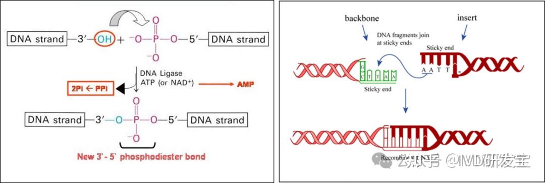 生命密码DNA,神奇组分碱基对! - 知乎